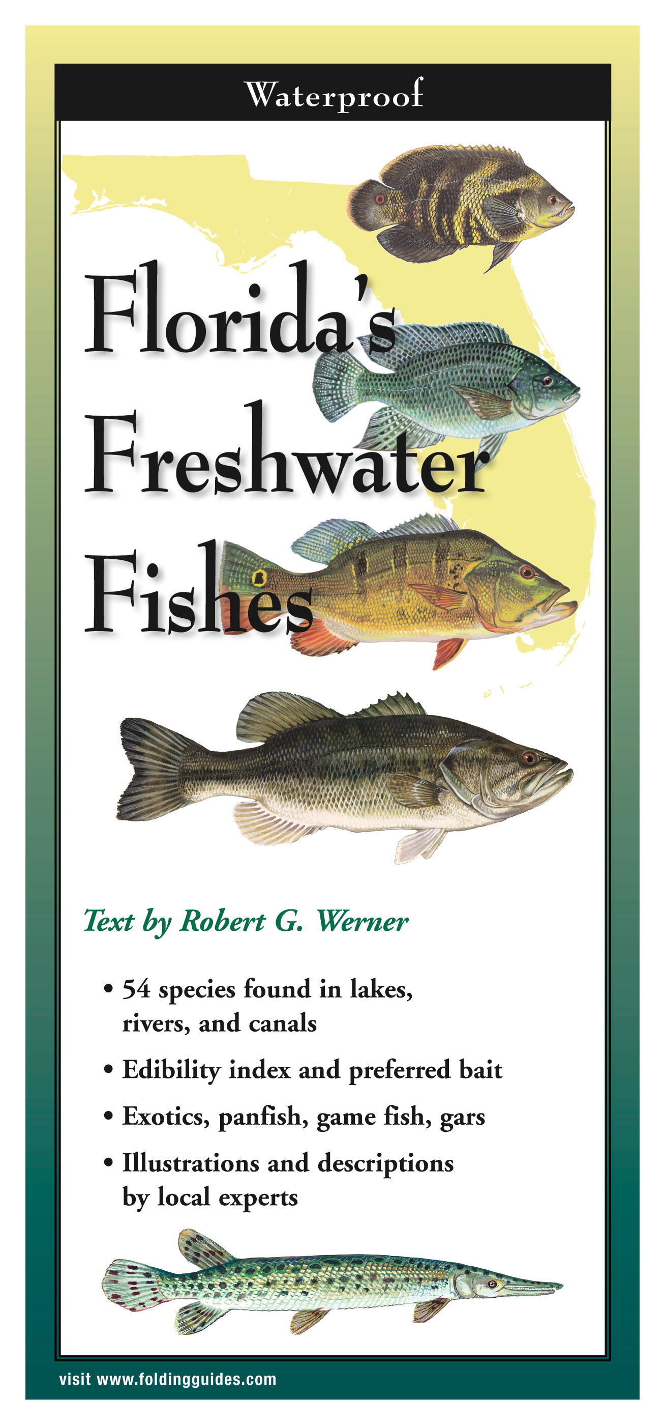 Florida's Freshwater Fishes Laminated Folding Guide by Robert Werner ...